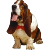 Must   Dogs4 27