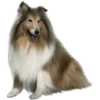 Must   Dogs4 28