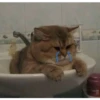 Ультра грустные коты 7