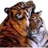 Tiger 7