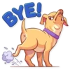 Tuna the Dog 6