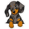 Must   Dogs ‍ 1 9