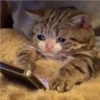 Ультра грустные коты 9