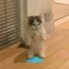 Ультра грустные коты 10
