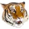 Tiger 9