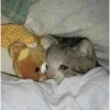 Ультра грустные коты 11