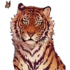 Tiger 12