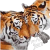 Tiger 14
