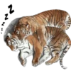 Tiger 18