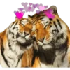 Tiger 22