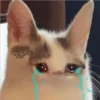 cokki
