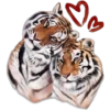 Tiger 24