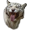 Tiger 25