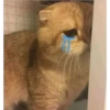Ультра грустные коты 26