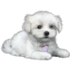 Must   Dogs ‍ 2 30