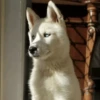 UwU Cute Dogs 5