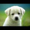 UwU Cute Dogs 8