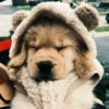 UwU Cute Dogs 9