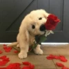 UwU Cute Dogs 10