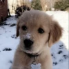 UwU Cute Dogs 11