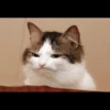 Kittens 5