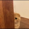 Kittens 6
