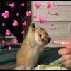 Kittens 7