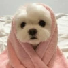 UwU Cute Dogs 13