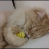 Kittens 8