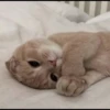 Kittens 9