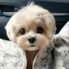 UwU Cute Dogs 14