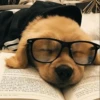 UwU Cute Dogs 15