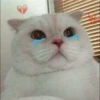 Kittens 10