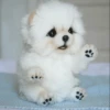 UwU Cute Dogs 16