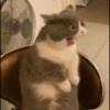 Kittens 12