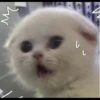 Kittens 13