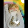 Kittens 14