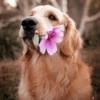 UwU Cute Dogs 18