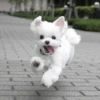 UwU Cute Dogs 19