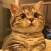 Kittens 16