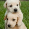UwU Cute Dogs 20