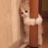 Kittens 17