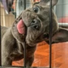 UwU Cute Dogs 21