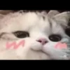 Kittens 18