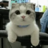 Kittens 19