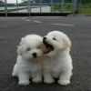UwU Cute Dogs 22
