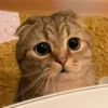 Kittens 20