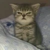 Kittens 21