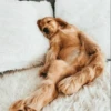 UwU Cute Dogs 23