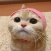 Kittens 22